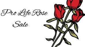 Pro Life Rose sale